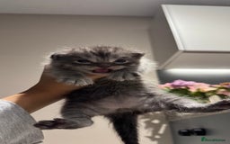 British Shorthair cats for sale: 🐾✨ Looking for Their Forever Home ✨🐾 - Image 18