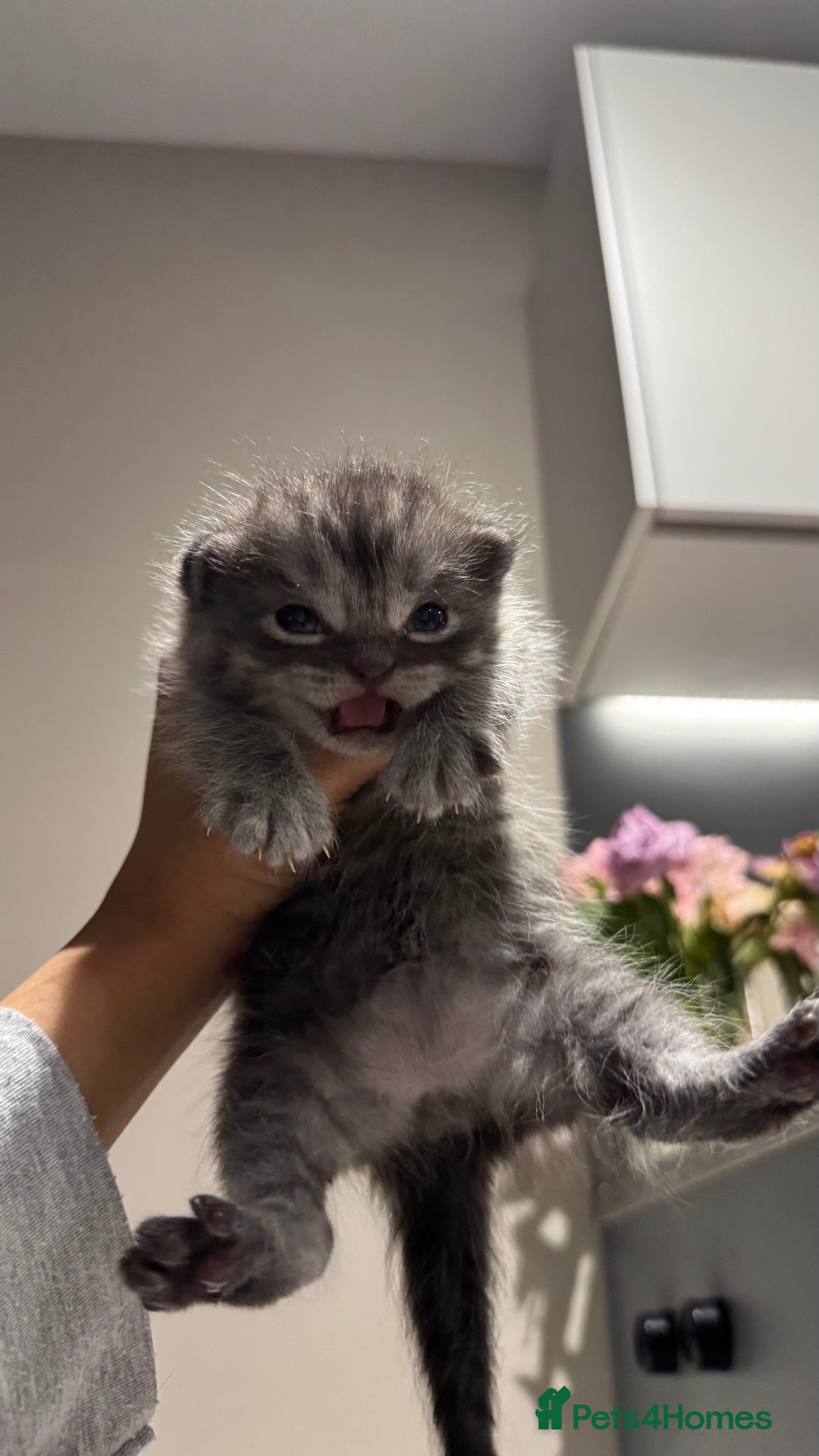 British Shorthair cats for sale: 🐾✨ Looking for Their Forever Home ✨🐾 - Image 18