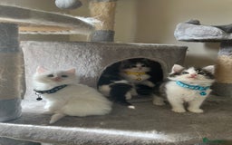 Turkish Angora cats for sale: Turkish Angora/ Ragdoll kittens for SALE !!! - Image 17