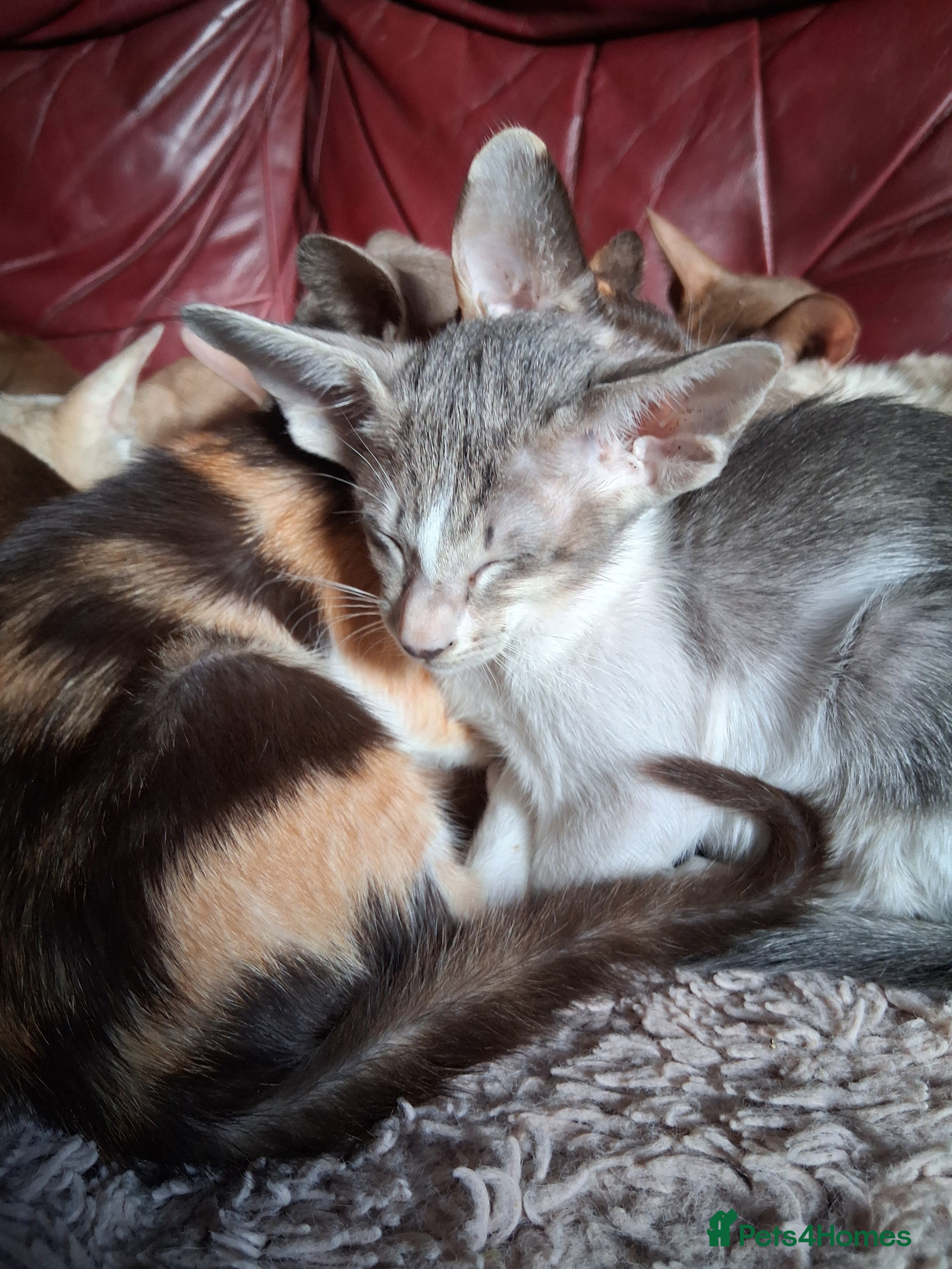 Oriental cats Gorgeous oriental kittens - Advert 1