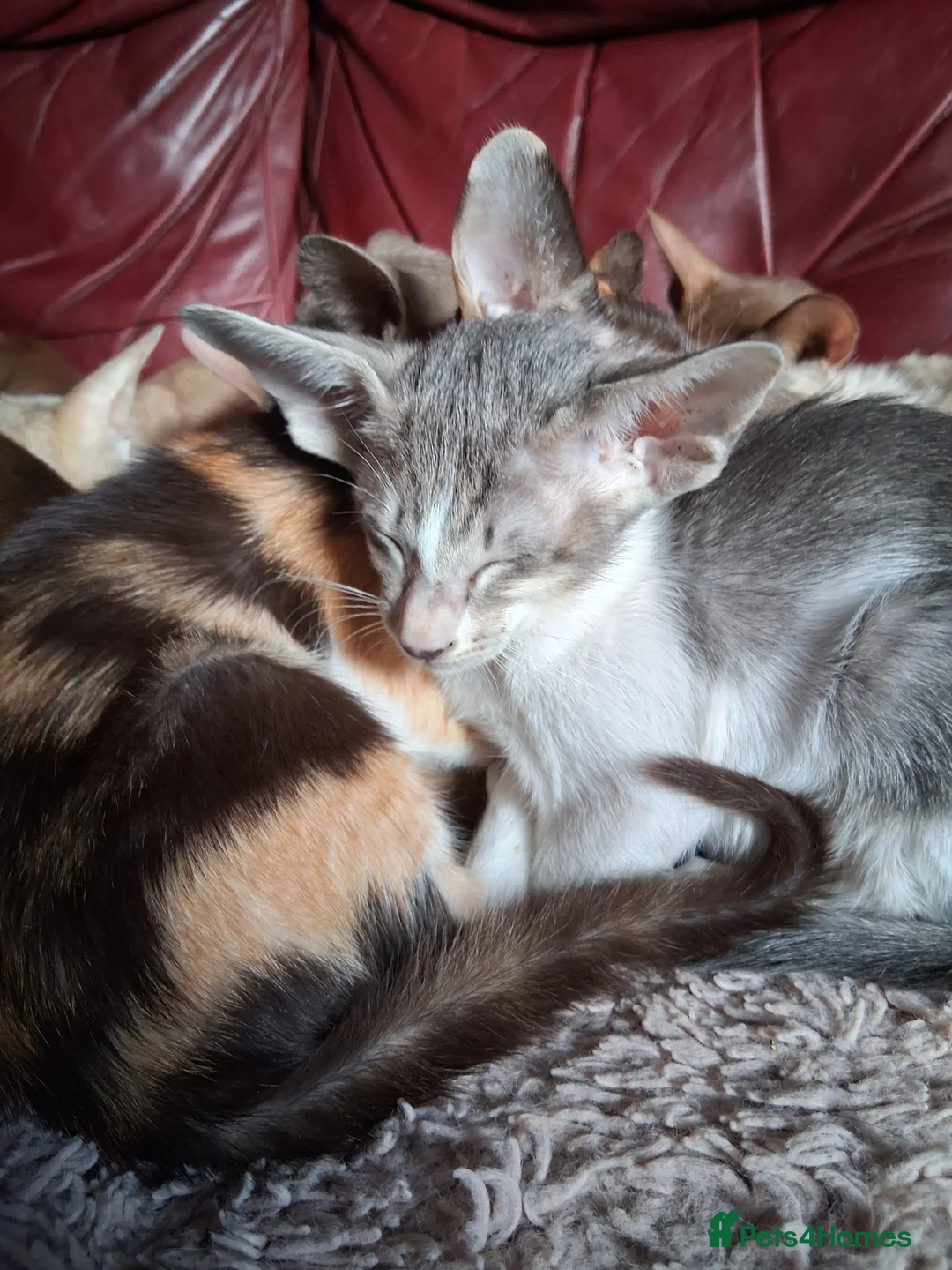 Oriental cats for sale: Gorgeous oriental kittens - Advert 1