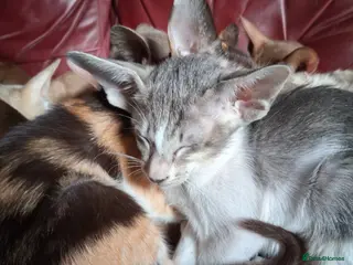 Oriental cats Gorgeous oriental kittens - Advert 1