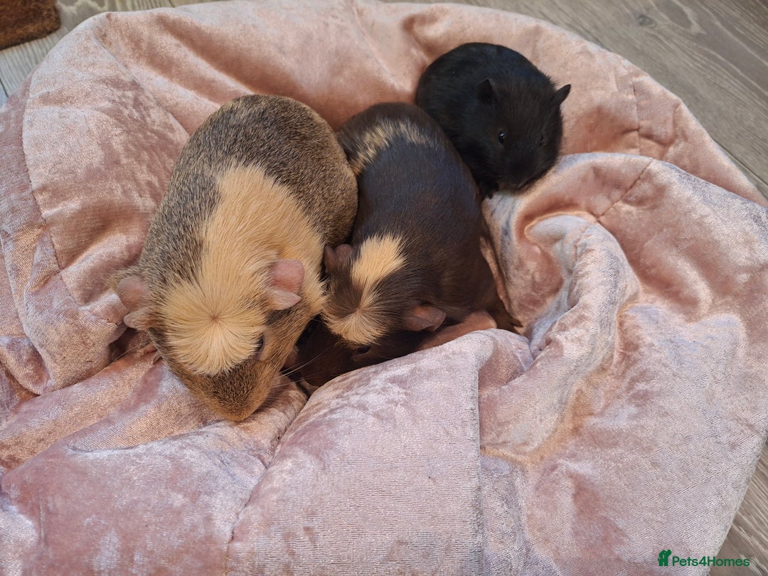 Guinea Pig rodents for sale:  Guinea pigs 4 boys(babies) 3 female (5mo) - Advert 7