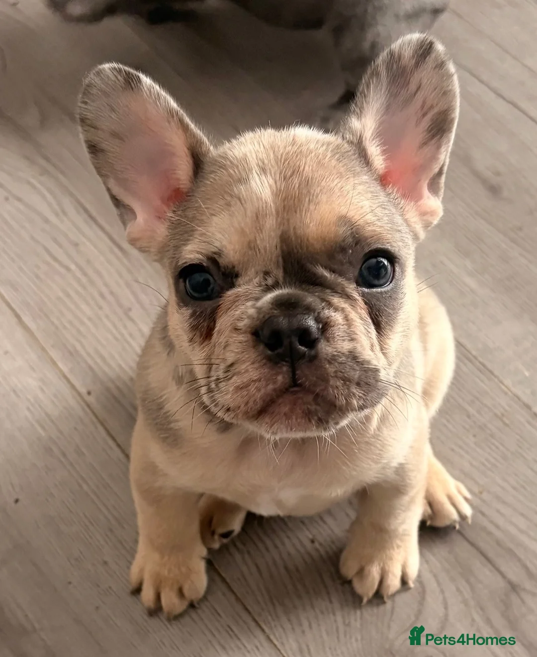 French Bulldog dogs for sale: Lilac Tan Cream Merle Boy - Advert 2