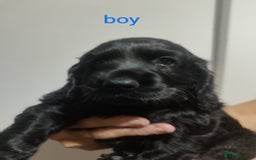 Cocker Spaniel dogs for sale: Gorgeous show type cocker spaniel puppies - Image 8