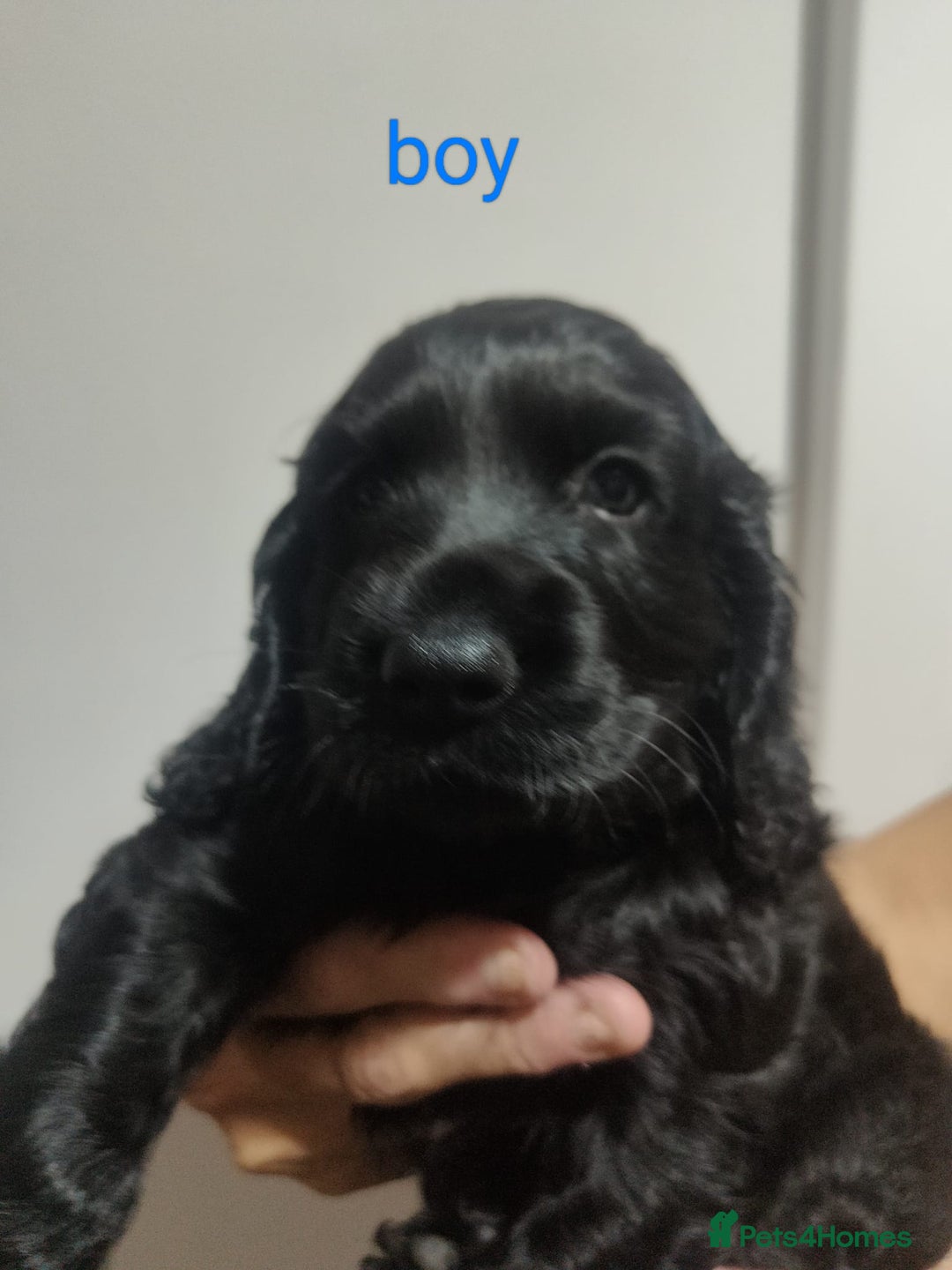 Cocker Spaniel dogs for sale: Gorgeous show type cocker spaniel puppies - Image 8