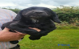 Cocker Spaniel dogs for sale: Beautiful Working Cocker Puppies - Image 23