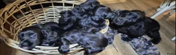 Cocker Spaniel dogs for sale: Stunning Black Cocker Puppies. Ready to leave 🌟 - Advert 12