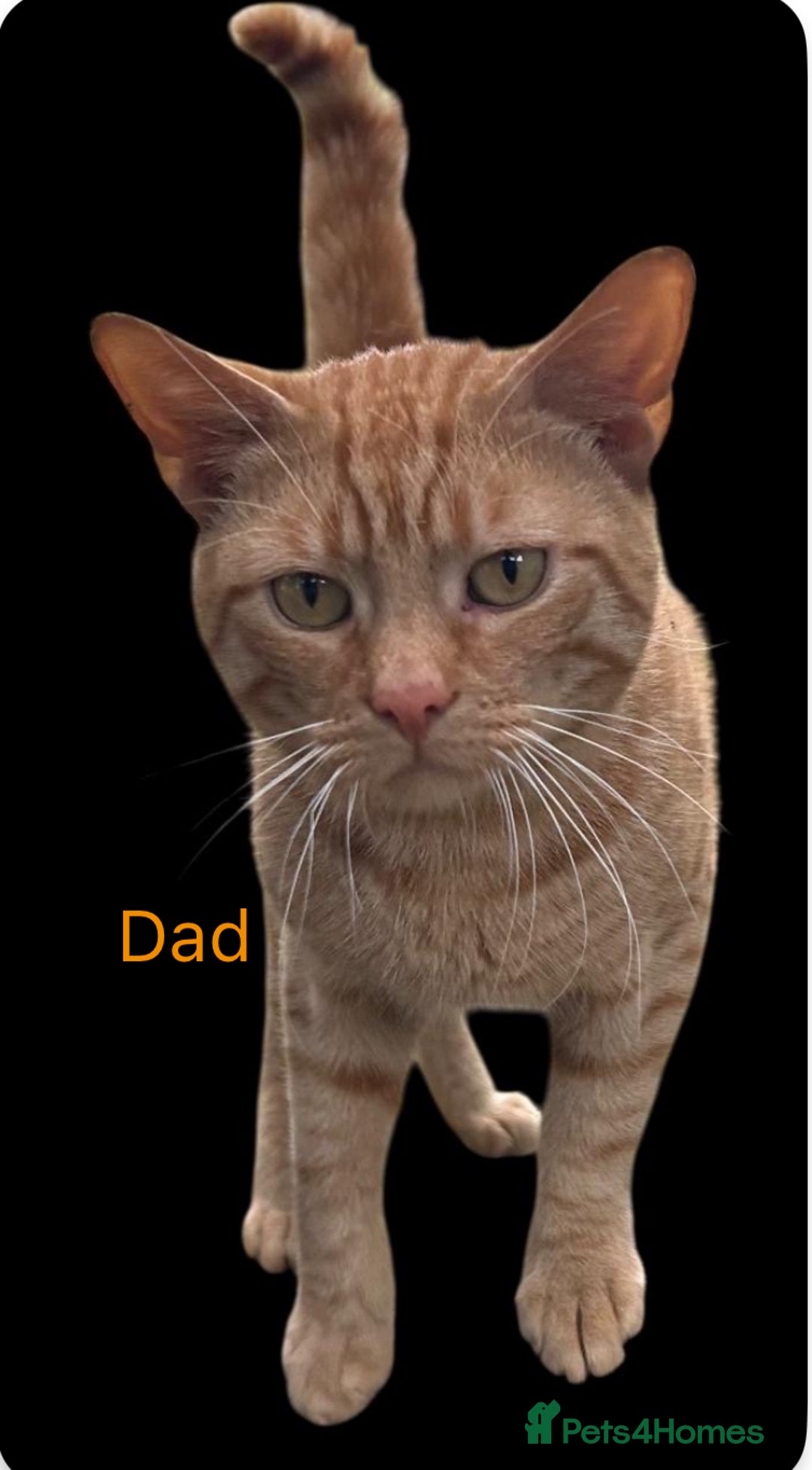 Mixed Breed cats for sale: Pure Ginger GIRLS - Image 12