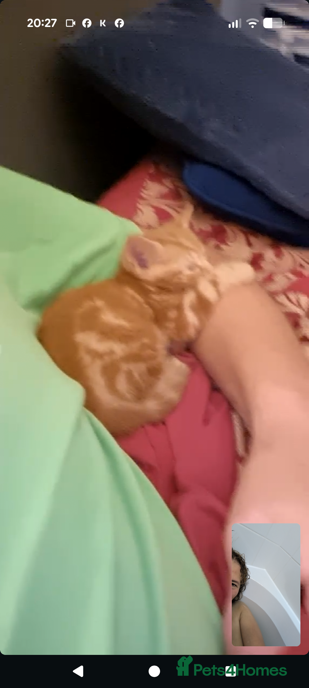 Domestic Shorthair cats Lovely kittens short and longhair  - Advert 2