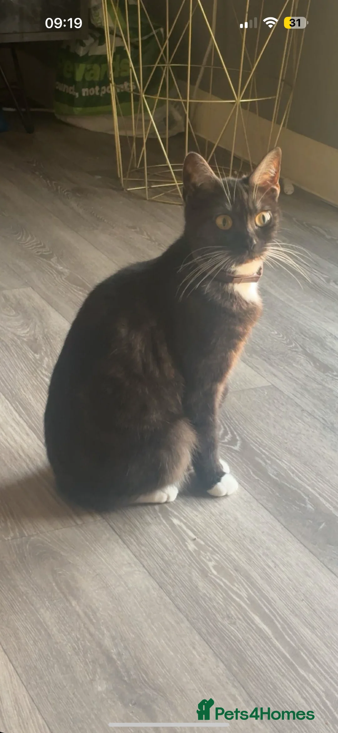 British Shorthair cats for sale: British shorthair / tabby female cat  - Advert 2