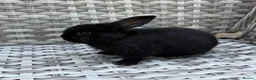 Mini Lop rabbits for sale: Pure bred mini lops - Advert 14