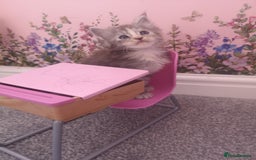 Maine Coon cats for sale: Maine Coon Kittens Parents Fully Health Tested - Image 5