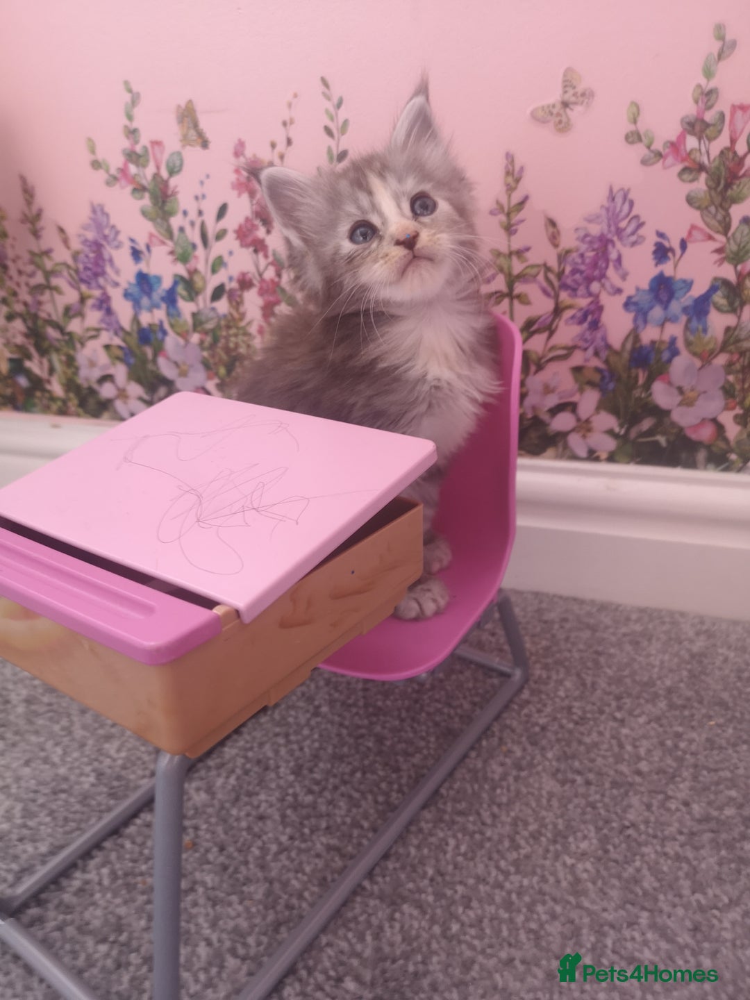 Maine Coon cats for sale: Maine Coon Kittens Parents Fully Health Tested - Image 5