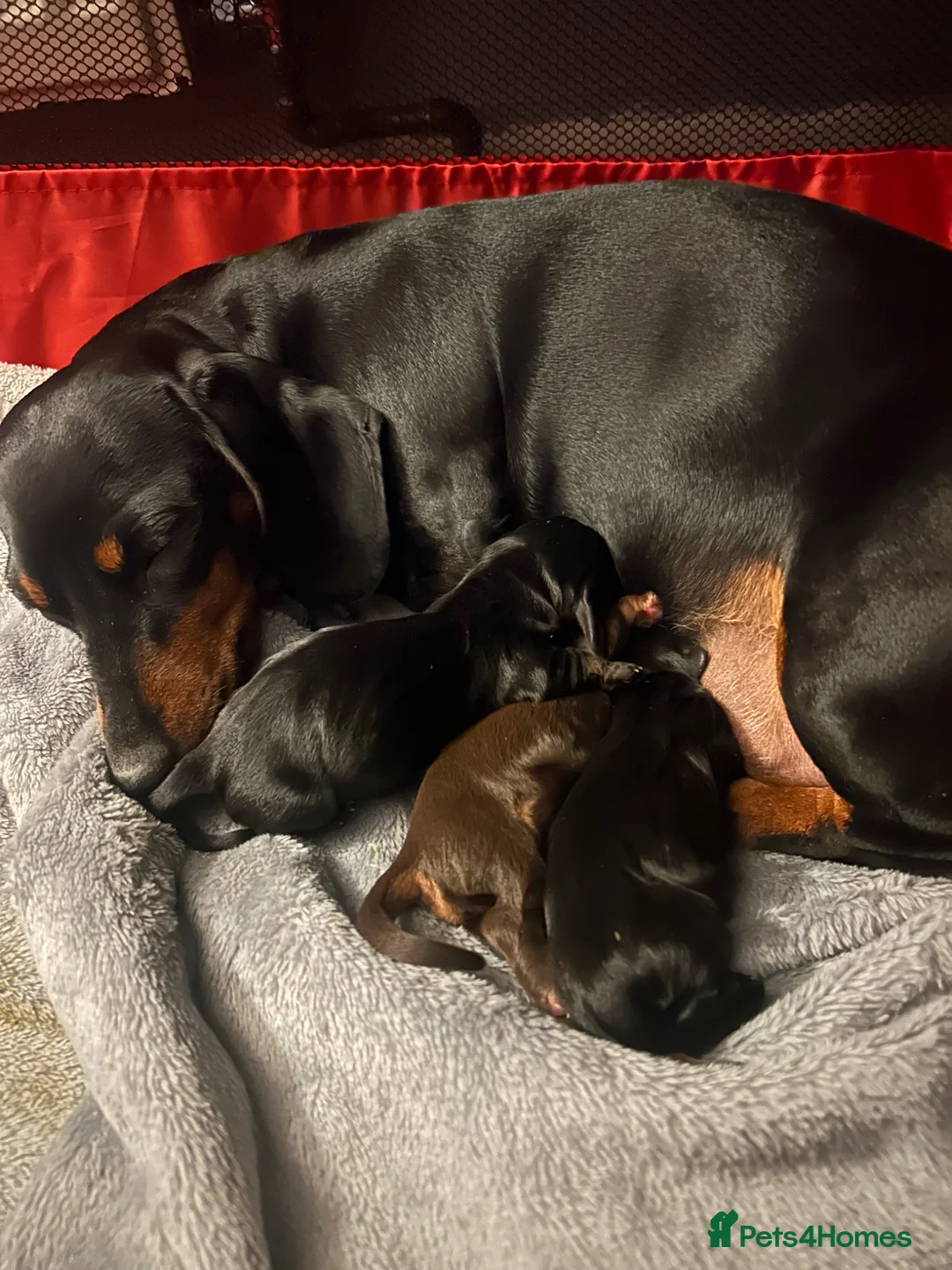 Miniature Dachshund dogs for sale: Miniature dachshund puppies for sale pure breed in Torquay - Advert 10