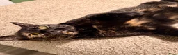 Domestic Shorthair cats for sale: 2 Gorgeous Girls for Re-homing - Advert 28