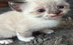 Mixed Breed cats for sale: Kittens - Image 2