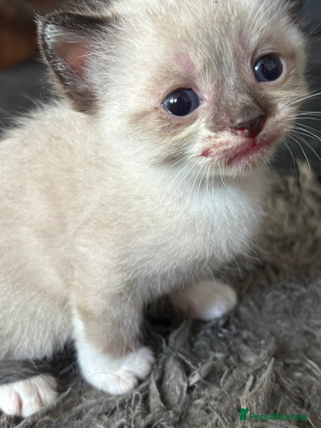 Mixed Breed cats for sale: Kittens - Image 2