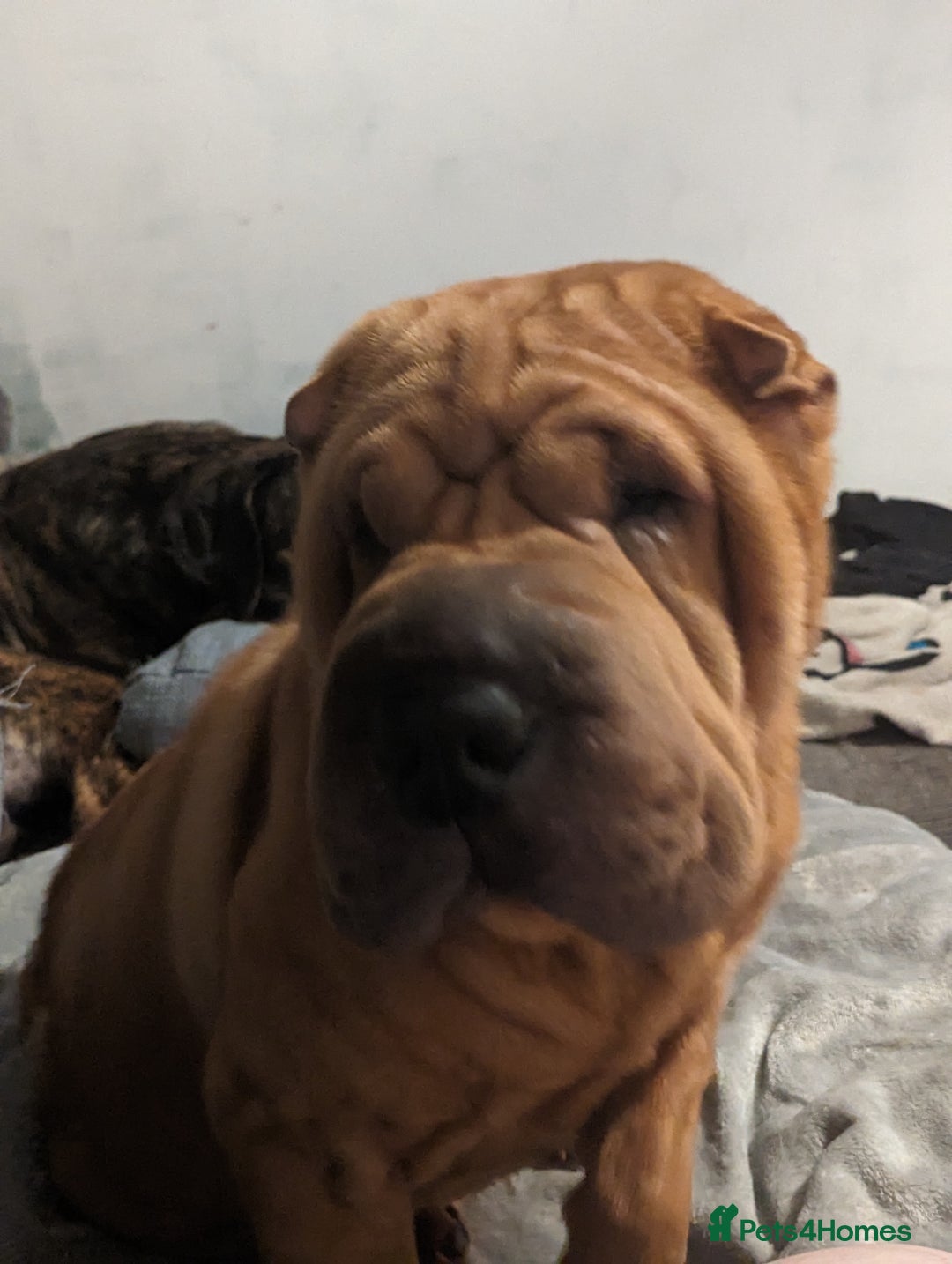 Mixed Breed dogs for sale: Shar pei cross cane corso - Advert 7