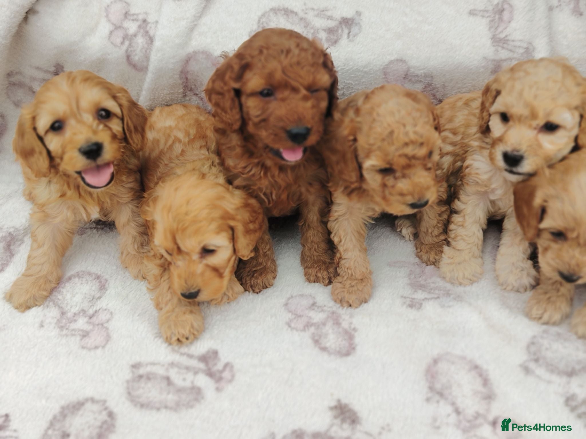 Cockapoo dogs Miniature cockapoo puppies  - Advert 1