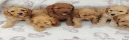 Cockapoo dogs for sale: Miniature cockapoo puppies  - Advert 1