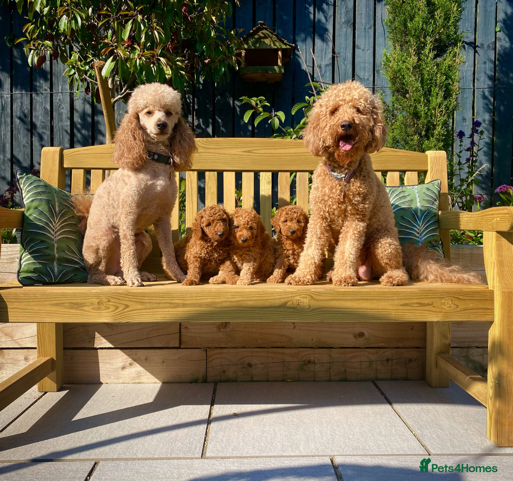 Labradoodle dogs Stunning Red Labradoodles Health Tested Parents  - Advert 2