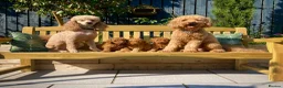 Labradoodle dogs for sale: Stunning Red Labradoodles Health Tested Parents  - Advert 2