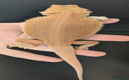 Bearded Dragon reptiles for sale: Witblits Bearded Dragon Babies ready now  - Image 2