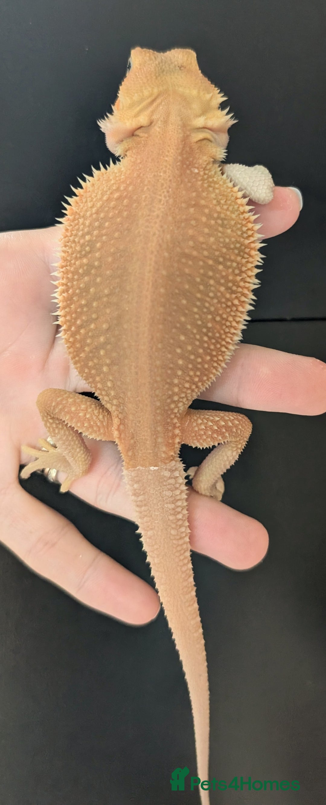 Bearded Dragon reptiles for sale: Witblits Bearded Dragon Babies ready now  - Image 2