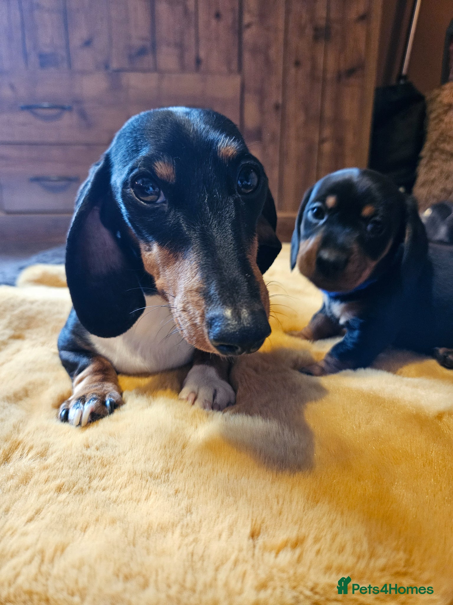 Miniature Dachshund dogs Dachshund miniature Pups Black & tan 11th of April - Advert 17