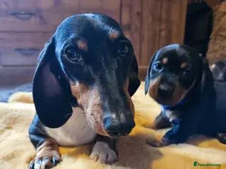 Miniature Dachshund dogs Dachshund miniature Pups Black & tan 11th of April - Advert 17