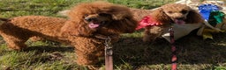 Miniature Poodle dogs for sale: Prestine pedigree poodles - Advert 5