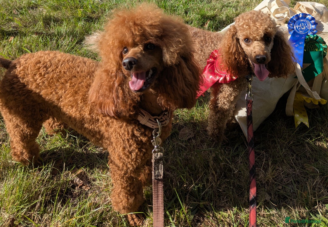 Miniature Poodle dogs for sale: Prestine pedigree poodles - Advert 5
