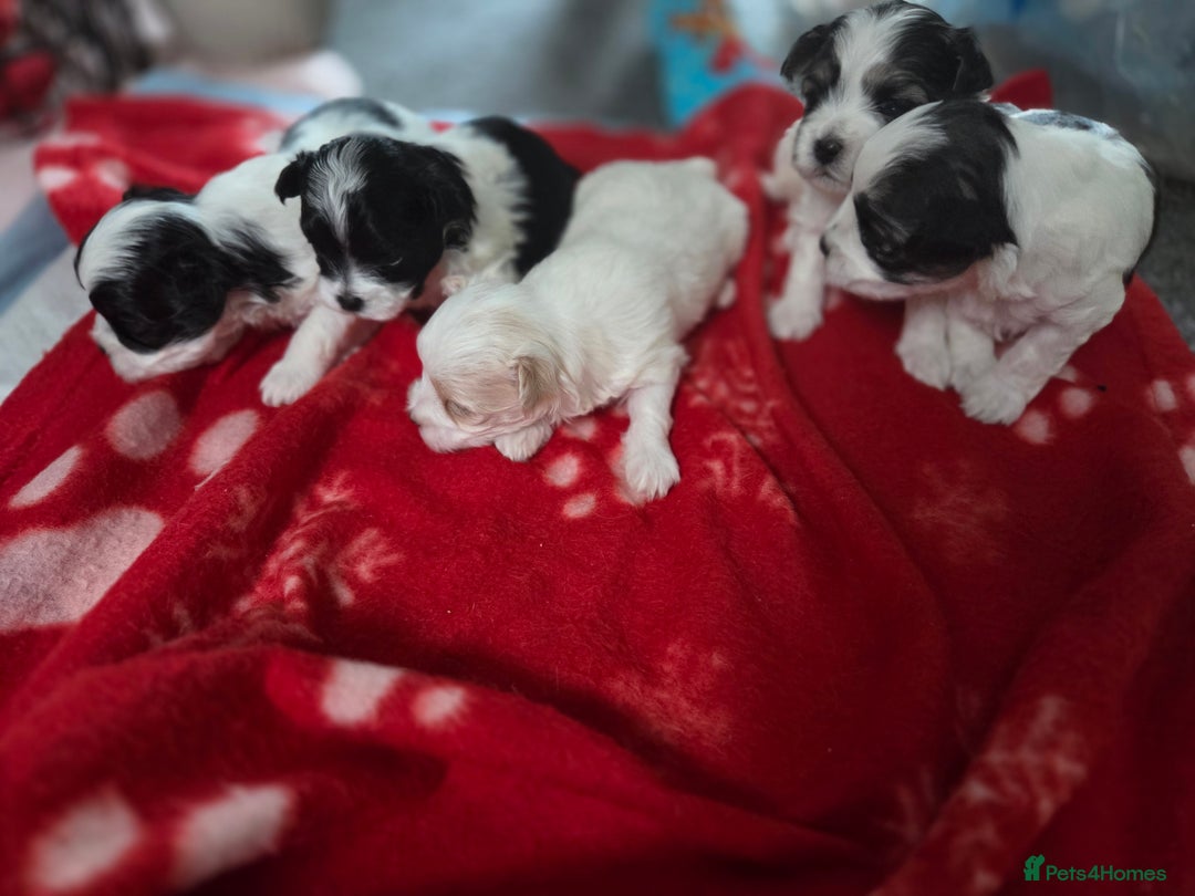 Maltese dogs for sale: 3 boys 1 girl x maltese puppies - Advert 1