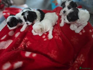 Maltese dogs 3 boys 1 girl x maltese puppies - Advert 3