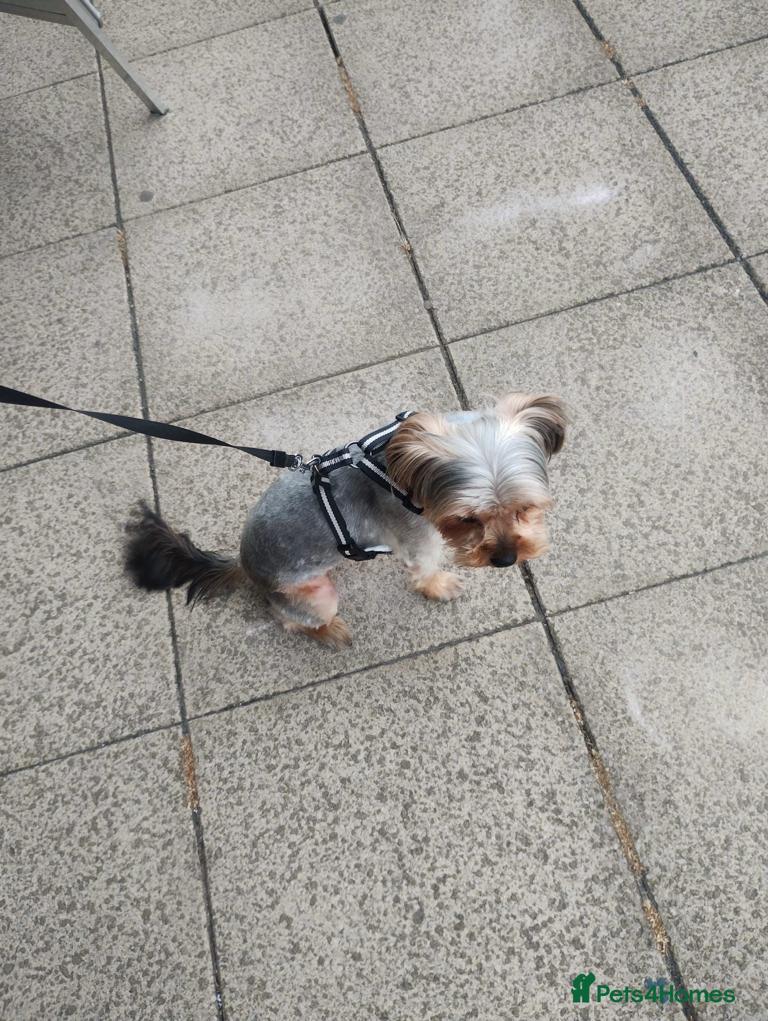 Yorkshire Terrier dogs 10 Months Yorkshire female dog - Advert 11