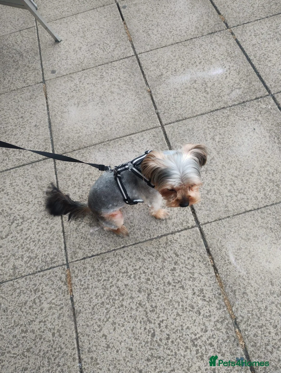 Yorkshire Terrier dogs for sale: 10 Months Yorkshire female dog in Glasgow - Advert 1