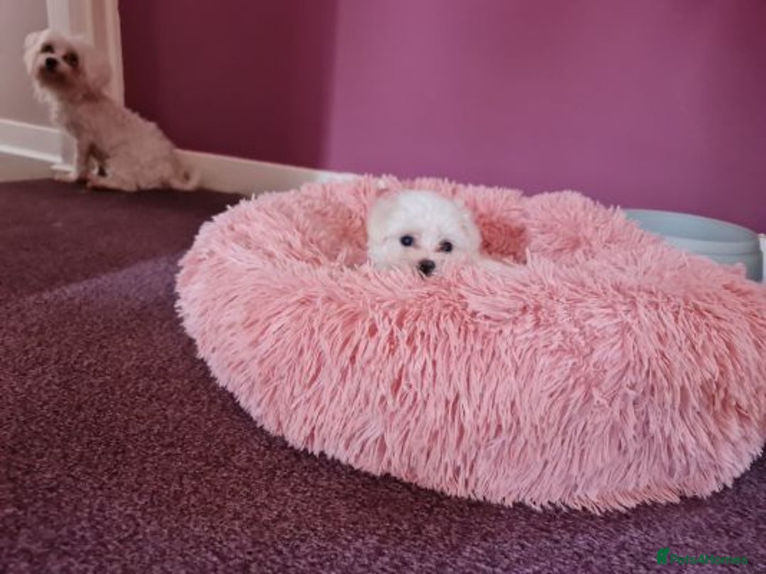 Maltese dogs for sale: Beautiful pure maltese for sale - Advert 6