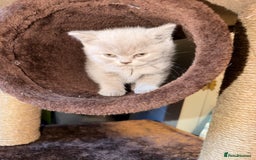 British Shorthair cats for sale: Lilac British shorthairs champion lines  - Image 1