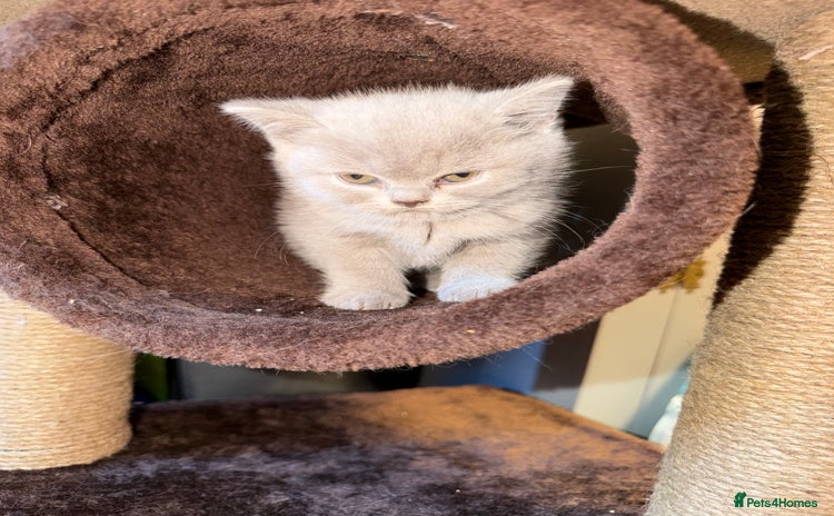 British Shorthair cats - Advert 1