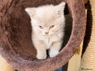British Shorthair cats - Advert 6