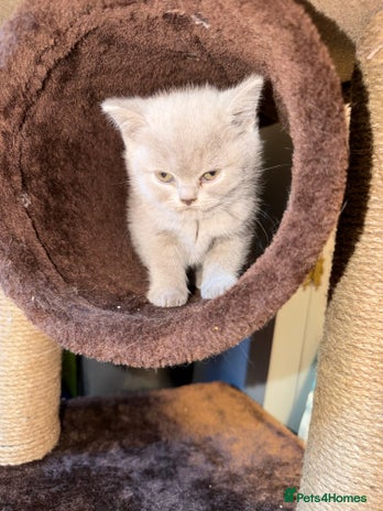 British Shorthair cats - Advert 2