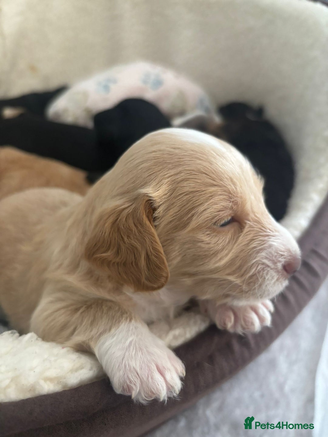 Mixed Breed dogs for sale: REDUCED - Cockapoochi Puppies - READY TO VIEW 🐶 - Image 18