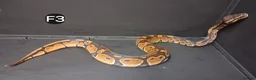 Python Snake reptiles for sale: Royal Pythons Male and Females  - Advert 17
