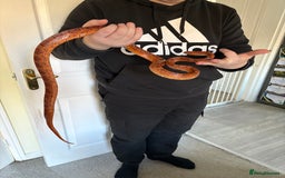 Corn Snake reptiles for sale: Corn snack  - Image 1