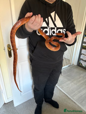 Corn Snake reptiles - Advert 3