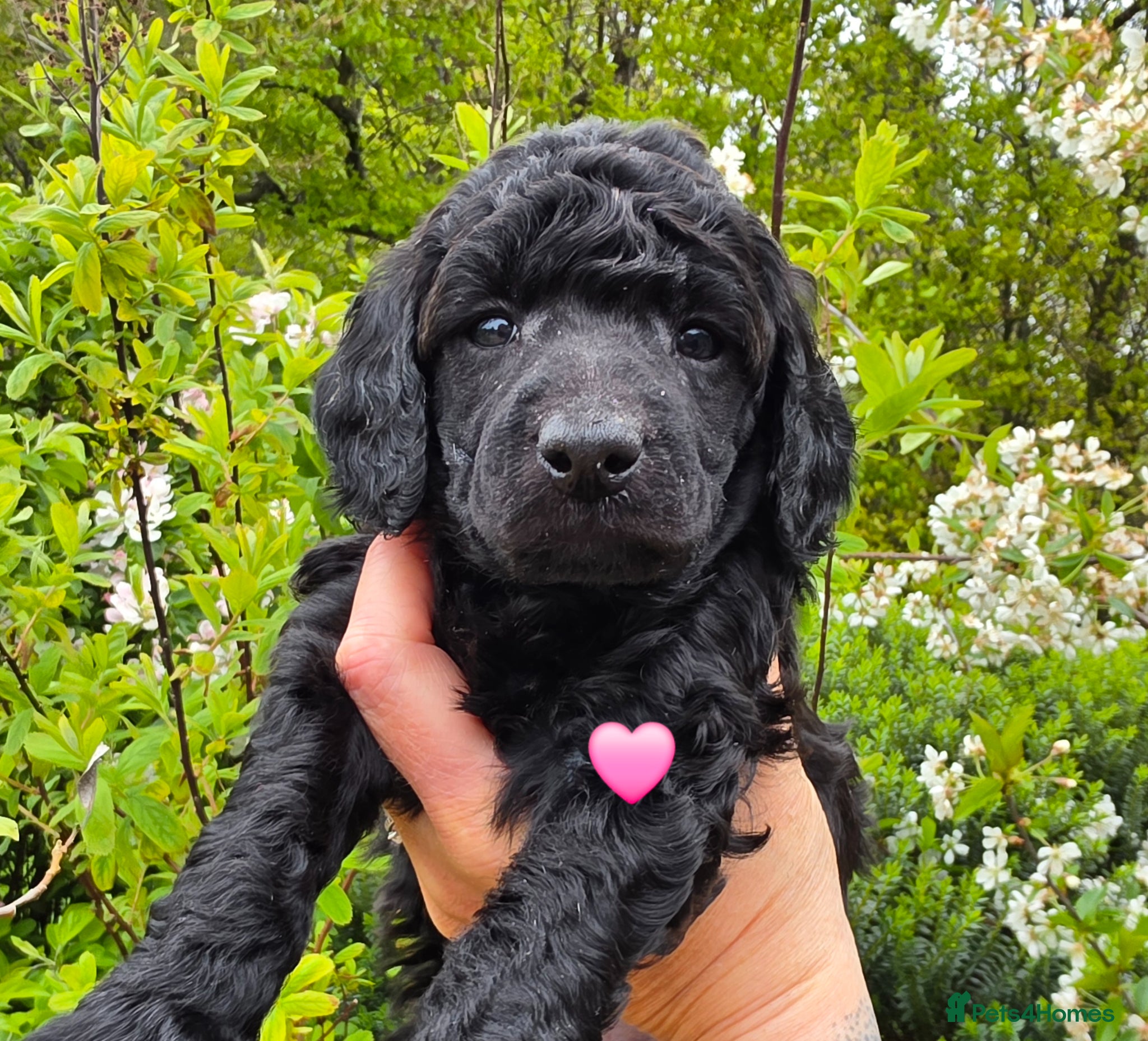 Poodle dogs for sale: Exceptional health tested Moyen Poodles  - Advert 20
