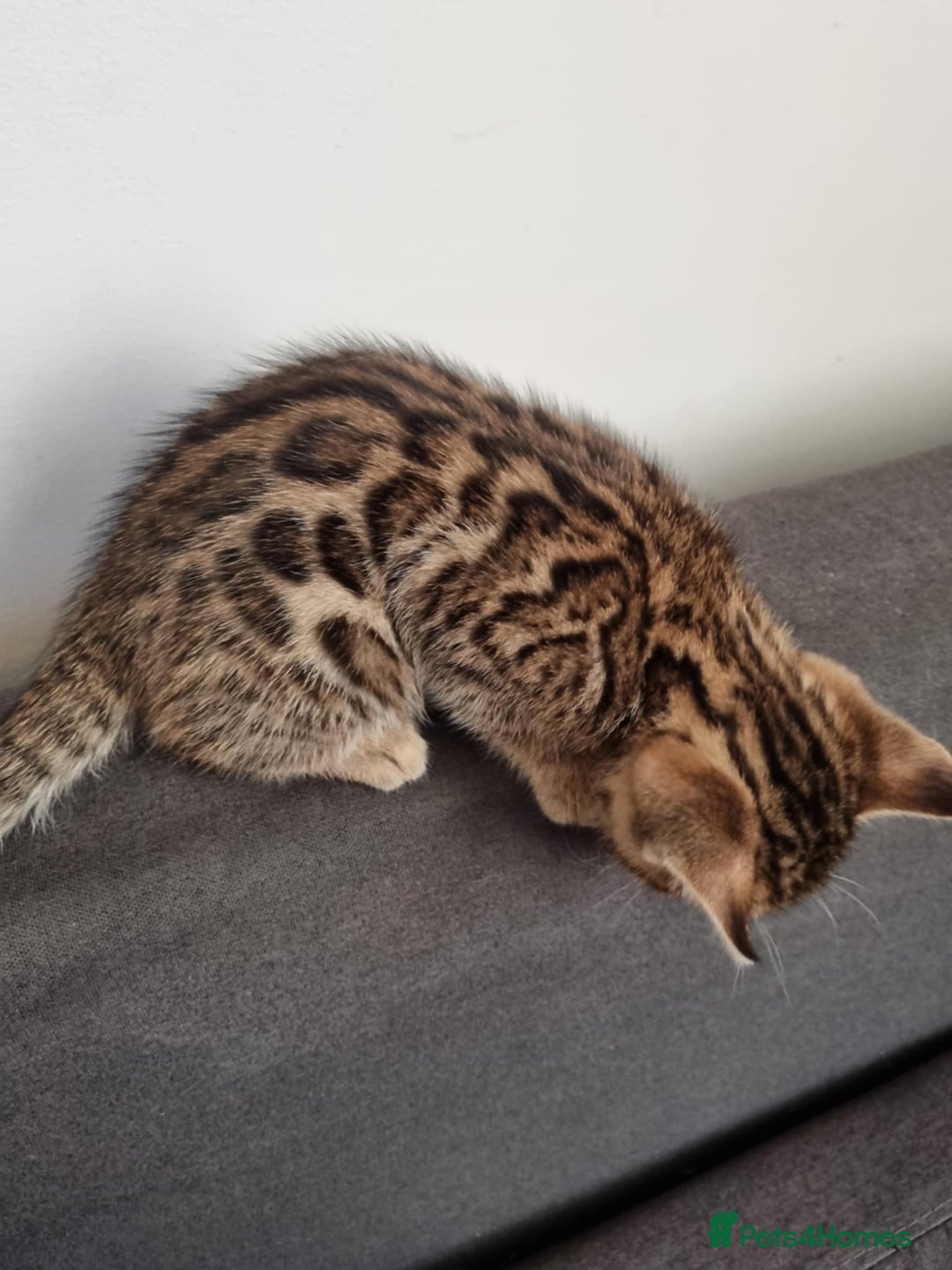 Bengal cats for sale: Pure Bengal kittens ready to reserve - Advert 10
