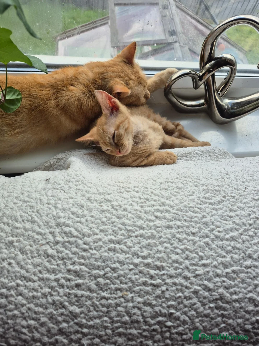 Mixed Breed cats for sale: 2 ginger males - Advert 2