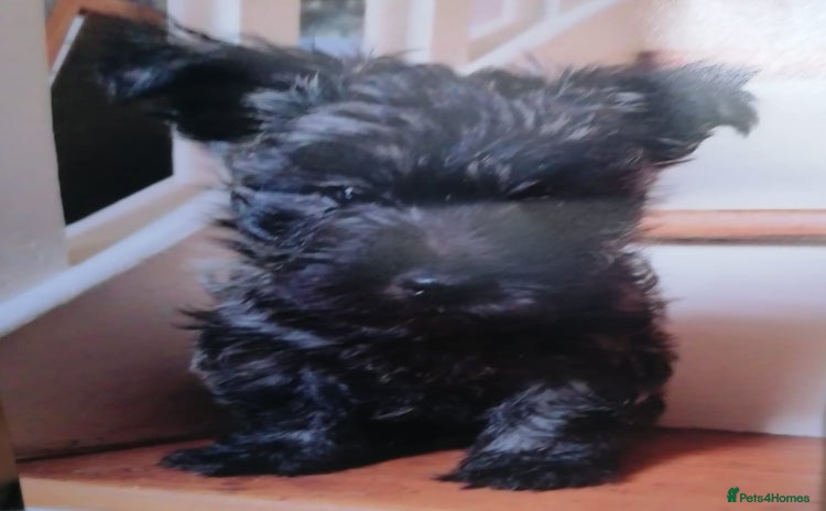 Mixed Breed dogs - Advert 3